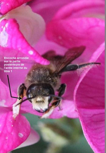 Megachile willughbiella